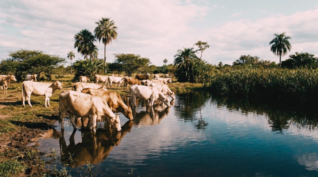 RINDER – RINDER RENDITE: Investitionen in paragua